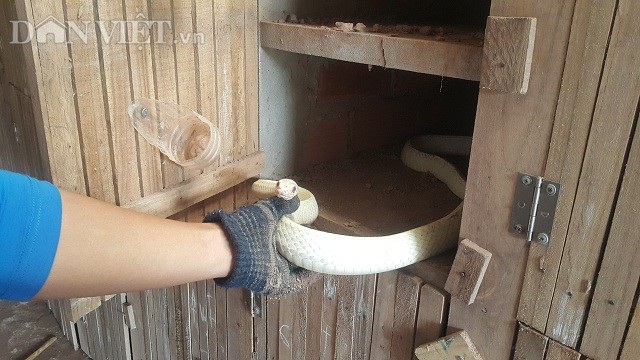 Cất bằng y tế, về quê nuôi mãng xà kiếm gần nửa tỷ mỗi năm - 2 Cất bằng y tế, về quê nuôi mãng xà kiếm gần nửa tỷ mỗi năm - 2