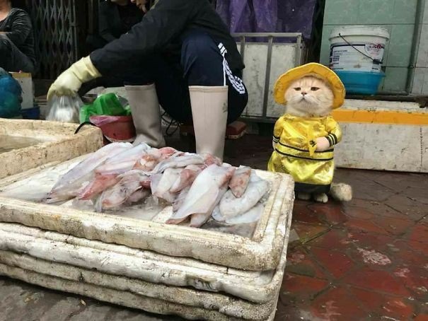 Chú mèo bán cá đã trở nên nổi tiếng tại một khu chợ địa phương ở Hải Phòng, Việt Nam.