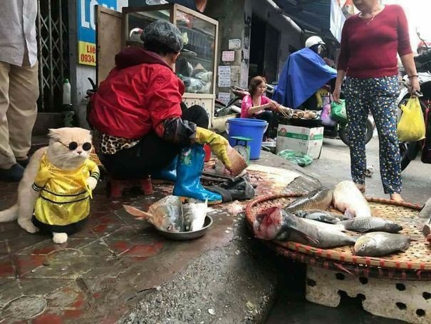 Hình ảnh chú mèo bán cá “siêu ngầu” ở Việt Nam gây sốt - 2