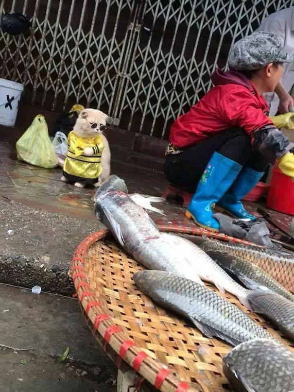 Hình ảnh chú mèo bán cá “siêu ngầu” ở Việt Nam gây sốt - 4
