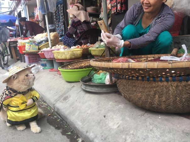 Mỗi lần đi chợ, Chó lại thu hút sự quan tâm thích thú của cả khu chợ.