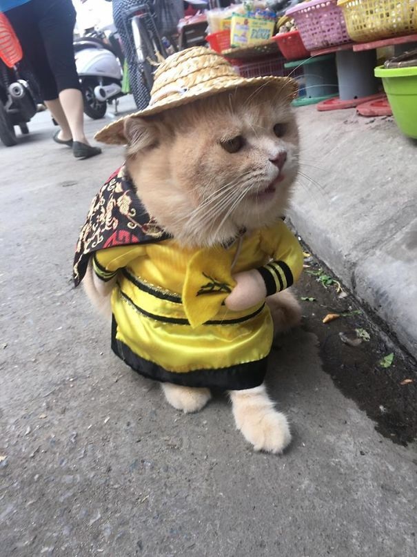 Hình ảnh chú mèo bán cá “siêu ngầu” ở Việt Nam gây sốt - 7