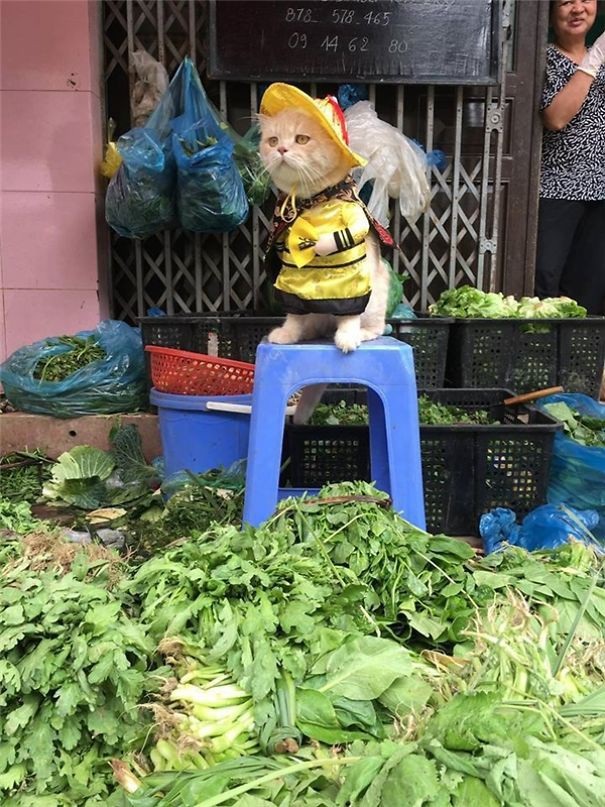 … Chú mèo bán rau.