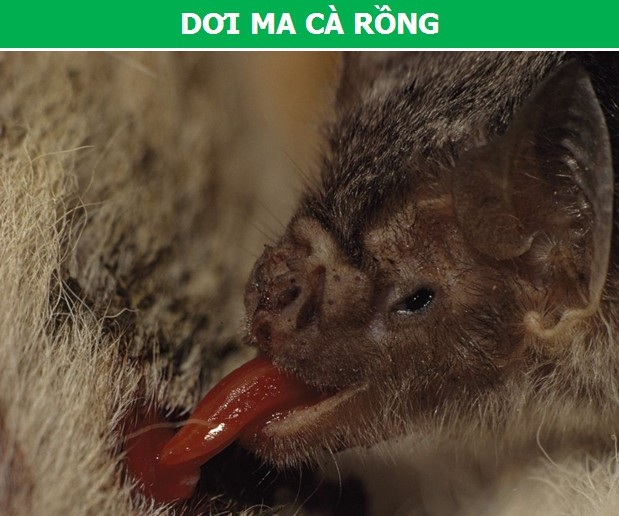 Điểm danh những “Ma cà rồng” thực thụ trong thế giới động vật - 6 Điểm danh những “Ma cà rồng” thực thụ trong thế giới động vật - 6