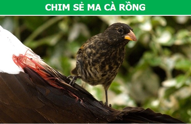 Điểm danh những “Ma cà rồng” thực thụ trong thế giới động vật - 4 Điểm danh những “Ma cà rồng” thực thụ trong thế giới động vật - 4