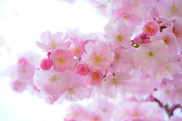 Bộ ảnh đẹp chủ đề “hoa” dùng để gửi lời chúc đến phái nữ trong ngày 8/3 - 17 Bộ ảnh đẹp chủ đề “hoa” dùng để gửi lời chúc đến phái nữ trong ngày 8/3 - 17