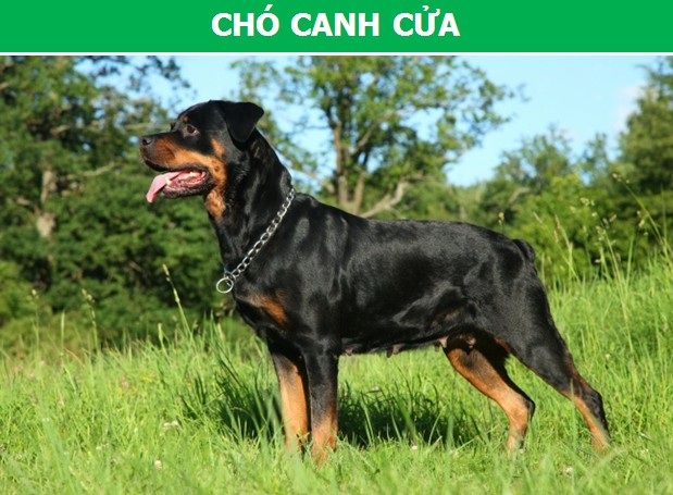 Mách bạn cách chọn giống chó phù hợp với mục đích và điều kiện của gia đình - 1 Mách bạn cách chọn giống chó phù hợp với mục đích và điều kiện của gia đình - 1