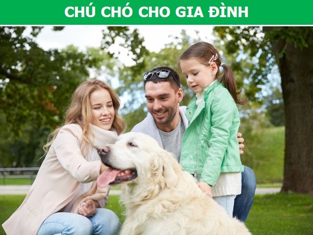 Mách bạn cách chọn giống chó phù hợp với mục đích và điều kiện của gia đình - 2 Mách bạn cách chọn giống chó phù hợp với mục đích và điều kiện của gia đình - 2