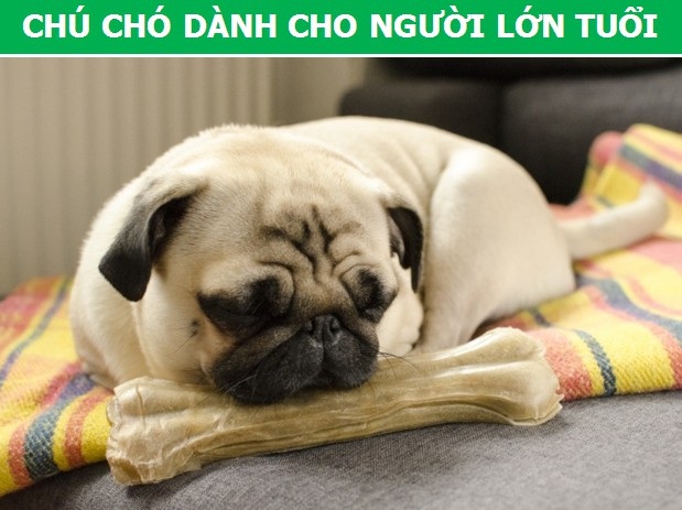 Mách bạn cách chọn giống chó phù hợp với mục đích và điều kiện của gia đình - 4 Mách bạn cách chọn giống chó phù hợp với mục đích và điều kiện của gia đình - 4