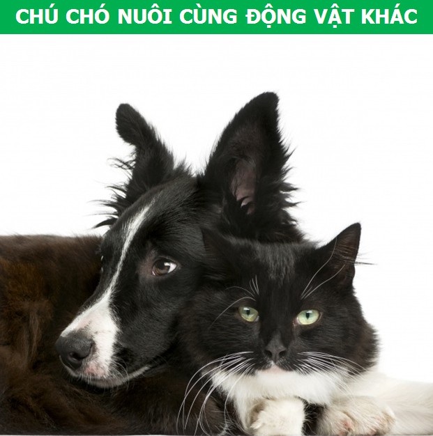 Mách bạn cách chọn giống chó phù hợp với mục đích và điều kiện của gia đình - 6 Mách bạn cách chọn giống chó phù hợp với mục đích và điều kiện của gia đình - 6