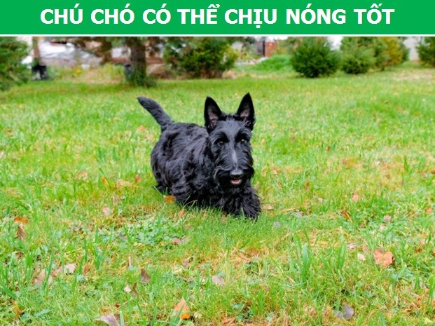 Mách bạn cách chọn giống chó phù hợp với mục đích và điều kiện của gia đình - 5 Mách bạn cách chọn giống chó phù hợp với mục đích và điều kiện của gia đình - 5