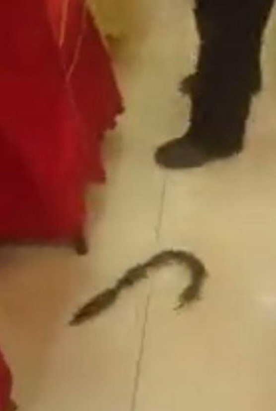 Chuột chơi “rồng rắn lên mây” gây hỗn loạn bữa tiệc nhà hàng - 2 Bò ngay sát dưới chân người khiến thực khách la ó
