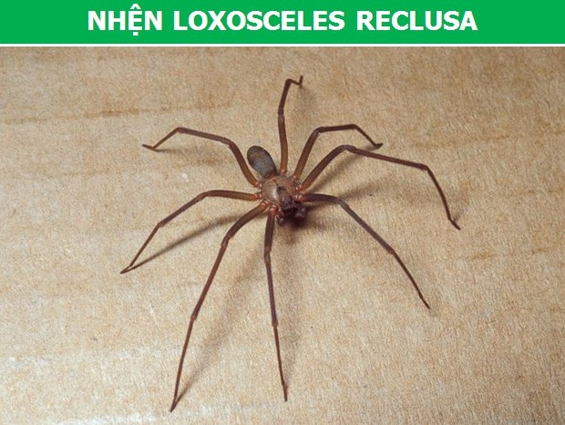 Rợn người trước những loài nhện độc nguy hiểm nhất thế giới (Phần 1) - 1 Rợn người trước những loài nhện độc nguy hiểm nhất thế giới (Phần 1) - 1