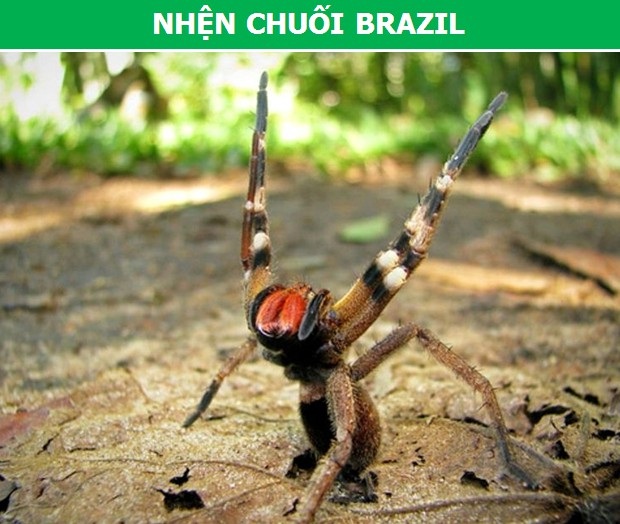 Rợn người trước những loài nhện độc nguy hiểm nhất thế giới (Phần 1) - 2 Rợn người trước những loài nhện độc nguy hiểm nhất thế giới (Phần 1) - 2