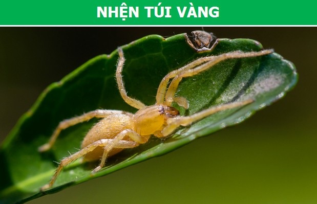 Rợn người trước những loài nhện độc nguy hiểm nhất thế giới (Phần 1) - 3 Rợn người trước những loài nhện độc nguy hiểm nhất thế giới (Phần 1) - 3