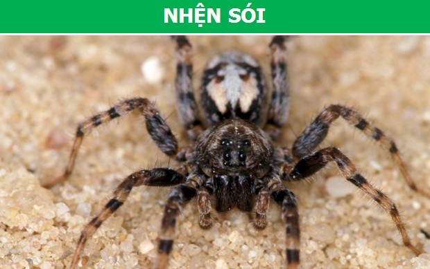 Rợn người trước những loài nhện độc nguy hiểm nhất thế giới (Phần 1) - 4 Rợn người trước những loài nhện độc nguy hiểm nhất thế giới (Phần 1) - 4