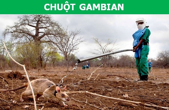Những loài động vật có khả năng làm việc thay thế con người - 2 Những loài động vật có khả năng làm việc thay thế con người - 2