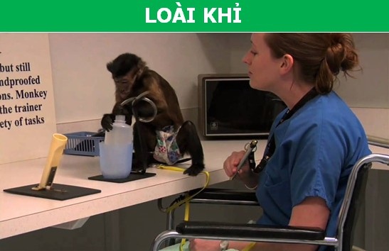 Những loài động vật có khả năng làm việc thay thế con người - 5 Những loài động vật có khả năng làm việc thay thế con người - 5