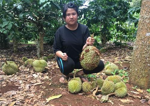 Một hiện tượng bất an ở nông thôn cần giải quyết triệt để - 2
Gia đình anh Hà buồn vì vườn sầu riêng bị kẻ xấu phá hoại không thương tiếc