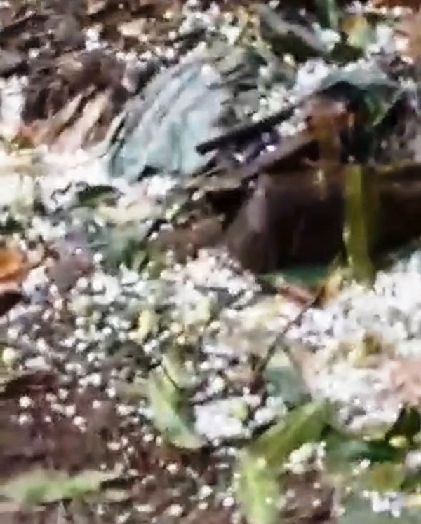 Xuất hiện mưa đá tại huyện miền núi Quảng Trị