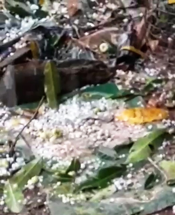 Mưa đá có kích thước bằng hạt bắp