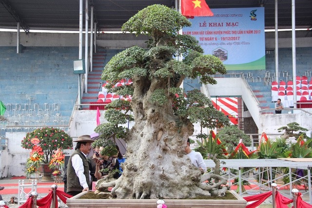 Duối cổ hình chữ Tâm “đẹp nhất Việt Nam”, giá triệu đô của đại gia Phú Thọ - 11 Trước đó, cây duối cổ “Lão mai đại thụ” của tay chơi Hòa taxi cũng từng gây xôn xao dư luận với hình dáng độc đáo, thân cây u bướu và được định giá hàng chục tỷ VNĐ.