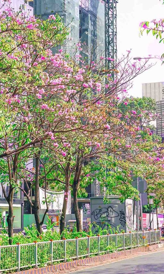 Có một Sài Gòn mộng mơ mùa hoa kèn hồng nở rộ - 7
