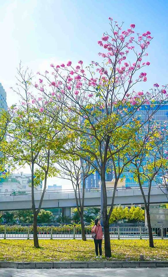 Có một Sài Gòn mộng mơ mùa hoa kèn hồng nở rộ - 6 Có một Sài Gòn mộng mơ mùa hoa kèn hồng nở rộ - 6