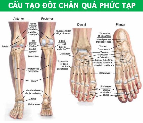 Giới khoa học “bóc mẽ” những điểm bất cập trong cấu tạo cơ thể người - 4 Giới khoa học “bóc mẽ” những điểm bất cập trong cấu tạo cơ thể người - 4