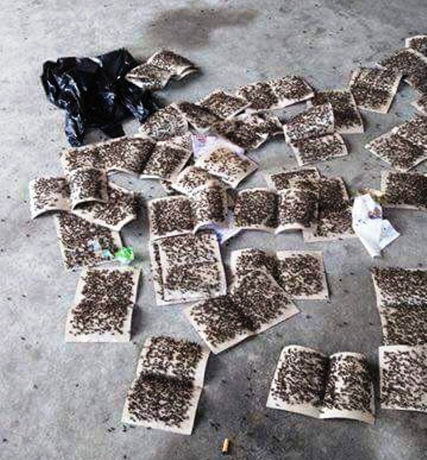 Dân mang hàng trăm miếng dính ruồi đến phản đối trang trại trâu bò - 3
Những tấm dán ruồi được người dân mang đến trước cổng công ty phản đối tình trạng ô nhiễm.