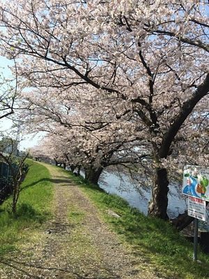 Trải nghiệm Nhật Bản mùa cao điểm hoa anh đào - 10