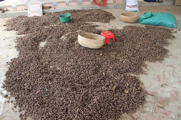Chỉ nuôi giun Nhật, lãi 80-100 triệu đồng mỗi tháng - 5 Anh Ngô Hồng Minh chất thải của giun còn dùng để trồng cây dược liệu, đem lại hiệu quả kinh tế cao. Ảnh Vũ Bảo