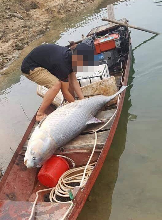 Bắt được cá trắm đen khủng nặng 61kg ở hồ Thác Bà - 2
Con cá trắm khủng ông V. bắt được.