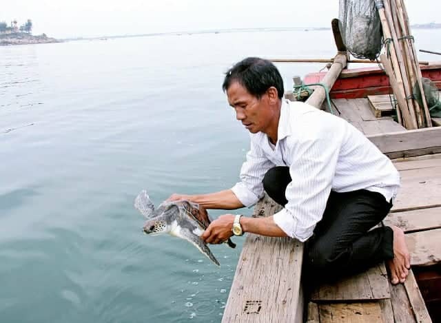 Từ chối bán đồi mồi tiền triệu để thả về biển - 3
Ông Phương thả các thể đồi mồi về với vùng biển Cửa Nhượng.