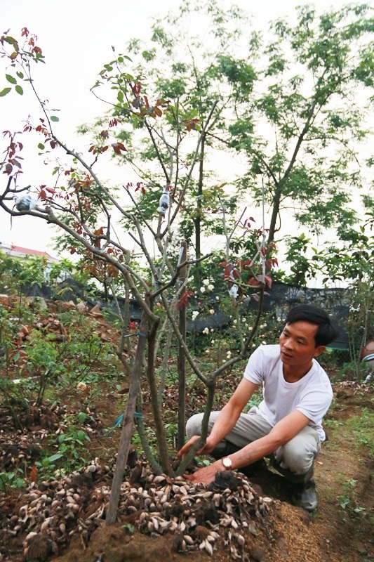 Ngắm vườn hồng cổ “nghìn người mê” của anh nông dân Ninh Bình - 3 Những cây hoa hồng cổ trong vườn anh Hưng đa số được mua lại từ các hộ dân khắp trong vùng cũng như một số nơi ở các tỉnh khác. Số hồng cổ mà anh Hưng đang trồng có đủ các loại như: hồng nhung cổ, hồng phấn cổ, hường hồng, hồng Sapa, hồng Hải Phòng, hồng Huế...