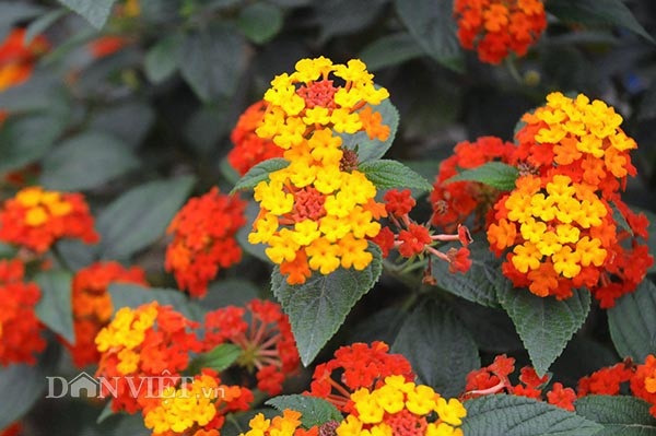 "Nhặt" cây dại ở rừng về "luyện dáng, phối sắc" mà kiếm 700 triệu/năm - 2 Hoa ngũ sắc ngoài tự nhiên chỉ có một màu, nhưng khi mang về ông đã ghép cây hoa ngũ sắc Thái lên tạo ra cây ngũ sắc cho hoa nhiều màu.