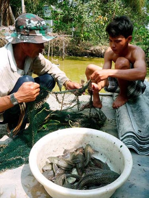 Khó tin: Khúc gỗ sưa cổ 1,5 tỷ đồng, cây lộc vừng mang bầu 7 tỷ đồng - 5
Cá Ma làm rách lưới, thủng bờ bao.