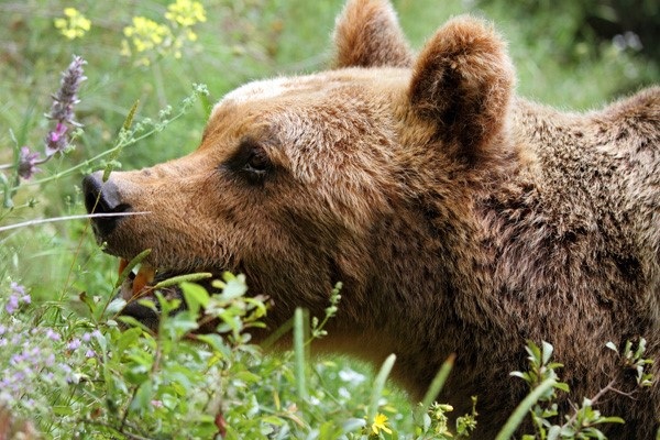 
Gấu Marsican là phân loài gấu nâu cực kỳ nguy cấp.
