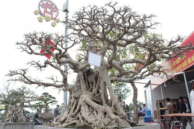 Đại gia Việt đổi 8 lô đất, mang bao tải tiền mua “siêu cây” trăm tuổi - 6 Điều đặc biệt, các cây đều có thân, bệ u bướu, tay cành uyển chuyển và các dăm cành đối xứng, đẹp mắt.