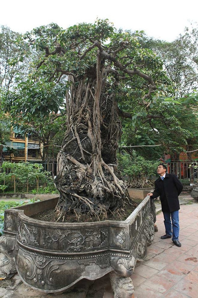Đại gia Việt đổi 8 lô đất, mang bao tải tiền mua “siêu cây” trăm tuổi - 9 Xét theo mẫu vật lấy tại cành nhánh, cây sanh này có tuổi đời khoảng 165 năm.