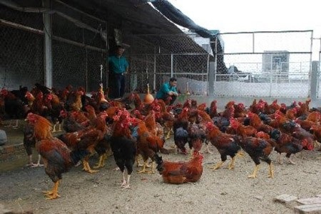 Săn gà chín cựa nơi Đất Tổ: 4 triệu đồng/con - 3
Một đàn gà chín cựa được nuôi tại Bắc Ninh.