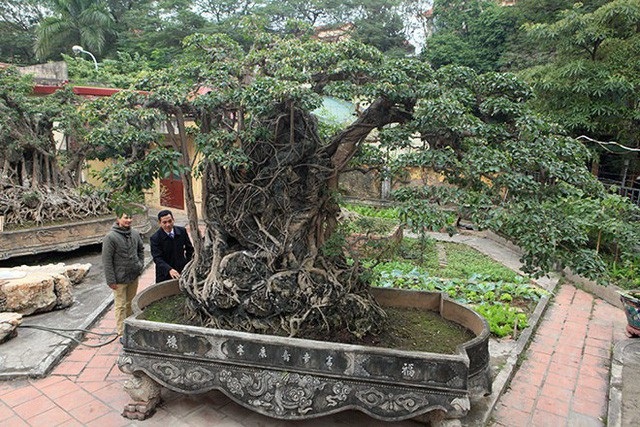 Đại gia Việt đổi 8 lô đất, mang bao tải tiền mua “siêu cây” trăm tuổi - 7 Tác phẩm sanh Mộc thạch nghênh phong hiện thuộc sở hữu của một giám đốc công ty ở Hoàng Mai (Hà Nội).