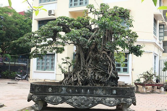Đại gia Việt đổi 8 lô đất, mang bao tải tiền mua “siêu cây” trăm tuổi - 8 Cây sanh Mộc thạch nghênh phong cao 3m, chu vi của cả bộ rễ ôm đá này lên đến 5,5m.