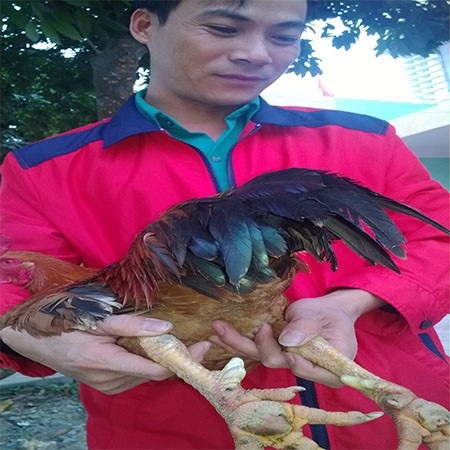 Săn gà chín cựa nơi Đất Tổ: 4 triệu đồng/con - 2
Một con gà chín cựa được nuôi dưỡng thành công. Trung bình mỗi con gà này có giá từ 4-5 triệu đồng.