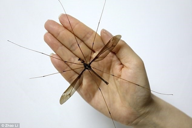 Châu Á đối mặt muỗi vằn siêu kháng thuốc  Tuổi Trẻ Online