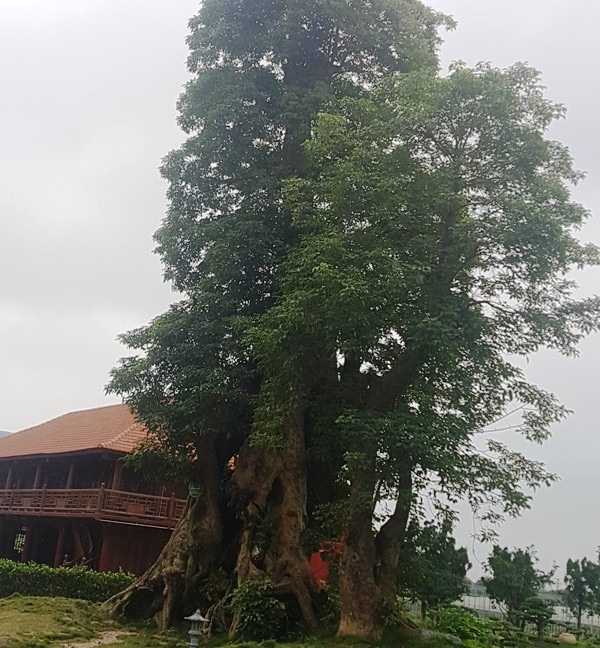 Chiêm ngưỡng làng ẩm thực “độc nhất vô nhị” ở xứ Thanh - 7 Trong khuôn viên khu trang trại kinh tế tổng hợp cá - lúa này còn quy tụ nhiều loại cây cổ thụ, trong đó có cây hơn một nghìn năm tuổi được đưa từ nơi khác về trồng.