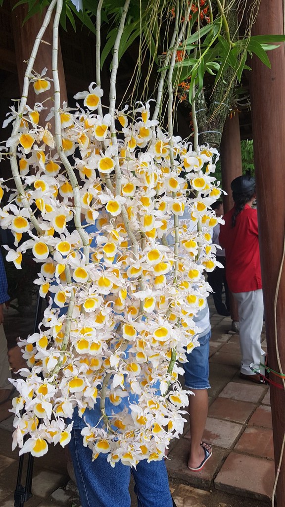 Hơn 1.000 cây kiểng, phong lan tỏa hương sắc tại Hoàng cung Huế - 3 Một cây phong lan có hoa gần bằng chiều cao người trưởng thành