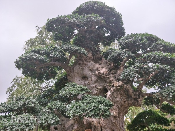 Duối kiểng "Lão mai đại thọ" được trả hàng chục tỷ đồng đẹp cỡ nào? - 4
Các bông tán của cây duối cổ thụ này rất đều đẹp.