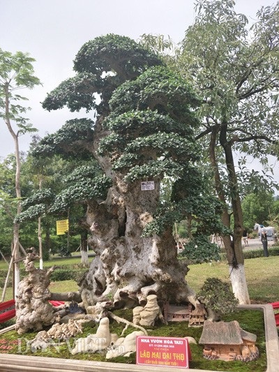 Duối kiểng "Lão mai đại thọ" được trả hàng chục tỷ đồng đẹp cỡ nào? - 1
Toàn cảnh cây duôí kiểng cổ thụ của anh Hòa ở Hưng Yên.