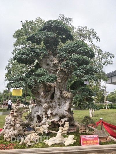 Duối kiểng "Lão mai đại thọ" được trả hàng chục tỷ đồng đẹp cỡ nào? - 2
Theo anh Hòa, cây duối của anh có thể đã sống được nghìn năm nên gốc và thân cây rất cổ thụ.